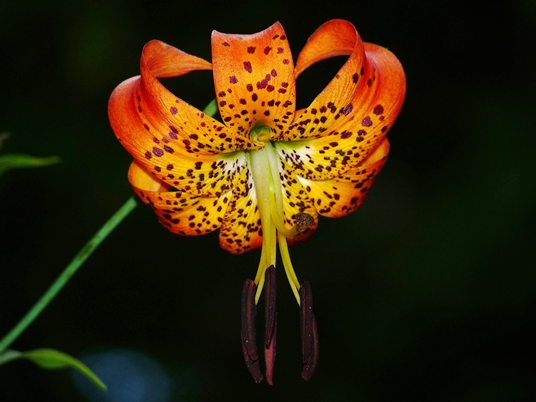 {Lilium superbum}